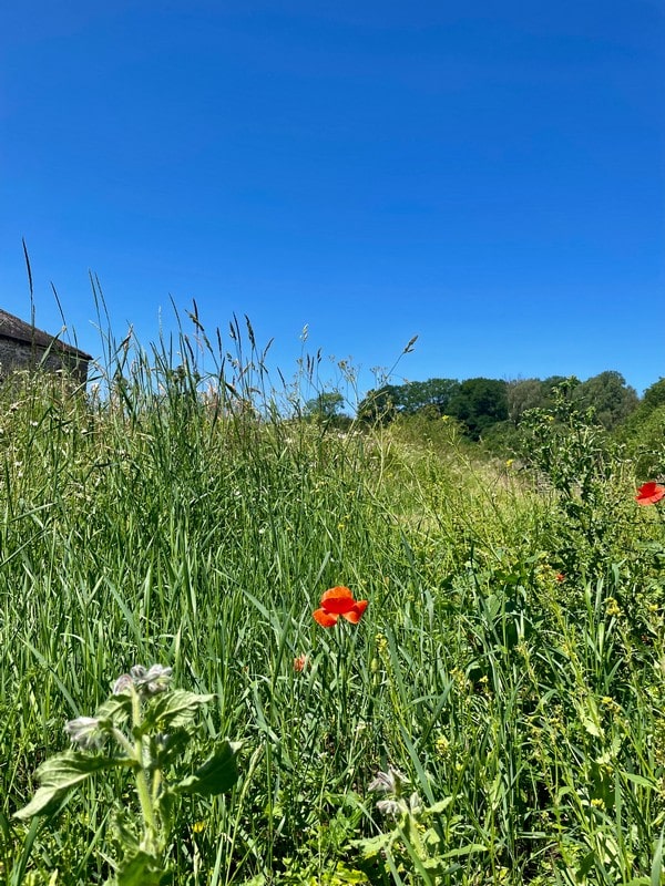 Wildflowers in the sun at Holmehead
